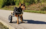 Pamiętacie psa Willy'ego, który jeździ na wózku? Zwierzak potrzebuje wsparcia na leczenie 