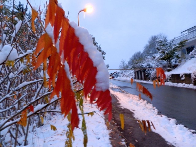 Zima niespodziewanie przyszła do Albstadt nad ranem w sobotę i trzyma do dziś. Fot. Halina Kr&uuml;sch Czopowik