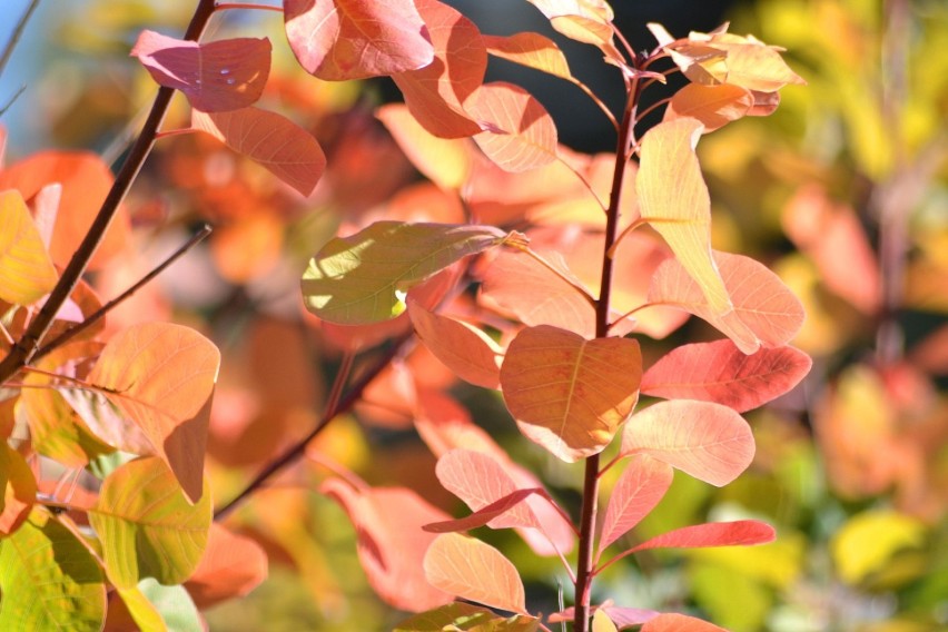 Bydgoska jesień w Ogrodzie Botanicznym UKW