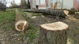 Wycinki w Malborku. Malborczycy chcą wiedzieć, dlaczego padło tyle drzew. W przyszłości sporo zniknie z bulwaru nad Nogatem