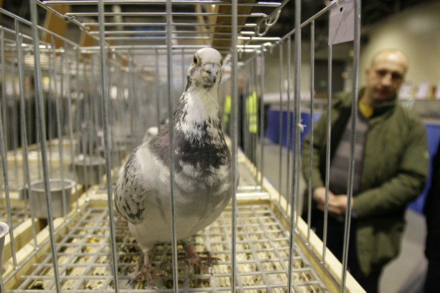 Chełm. Wystawa gołębi pocztowych. Zdjęcie ilustracyjne