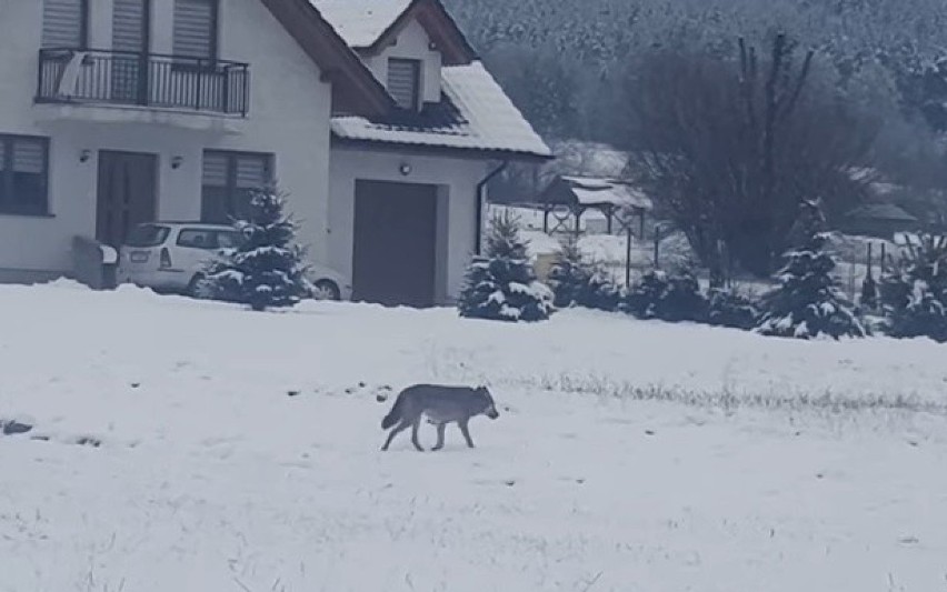 Kierowca podróżujący drogą krajową nr 28 w Podłopieniu...