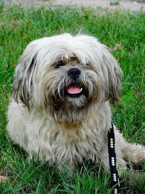 Pies w typie shih tzu znaleziony w Myszkowie na 8 Marca.