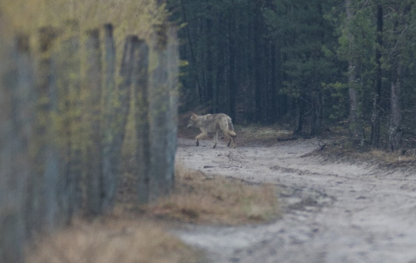 Bardzo trudno jest spotkać w lesie wilka, bo są to z natury...