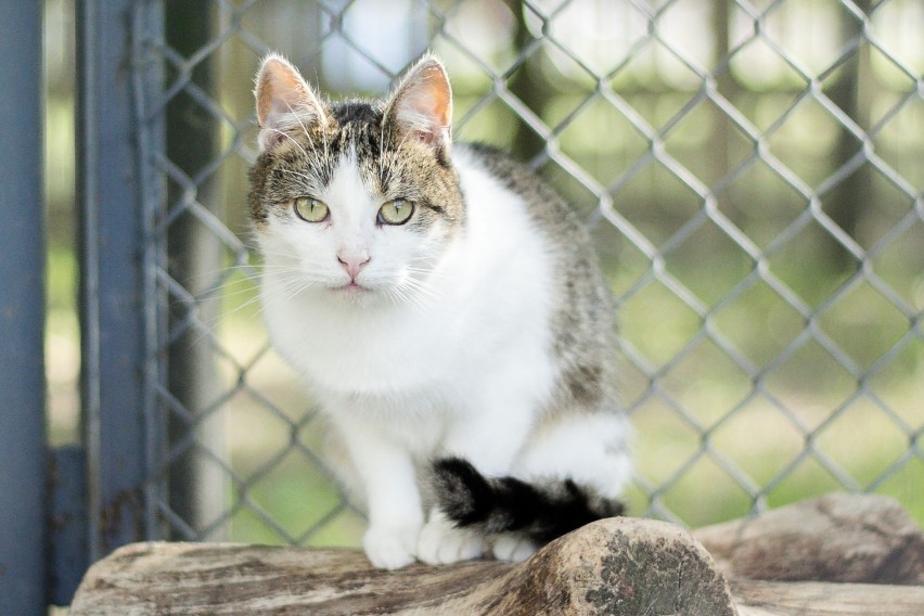 17 lutego obchodzimy Dzień Kota. Te koty czekają na adopcję w schronisku w Radomsku [ZDJĘCIA]