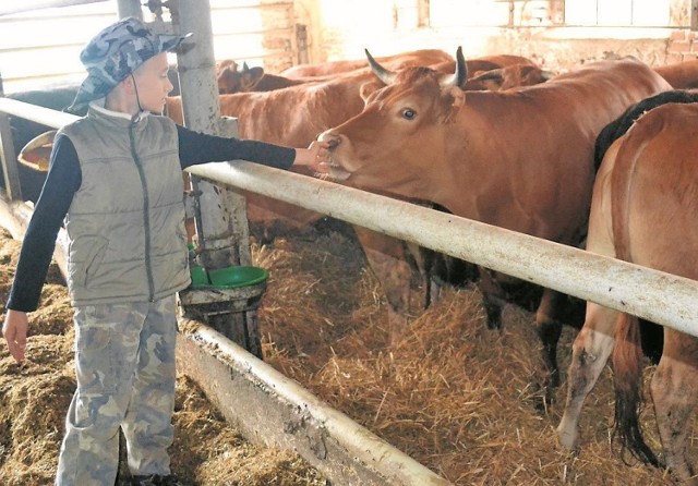 Marcel, syn właścicieli gospodarstwa w Gościeradzu, wie, które krowy uciekły. - To te chude - mówi. - Bo jadły nie to, co trzeba. Dały się złapać na trawę, bo w sadzie rośnie trawa ładniejsza niż w lesie.