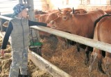 Krowy po blisko miesięcznej wędrówce są już z właścicielem