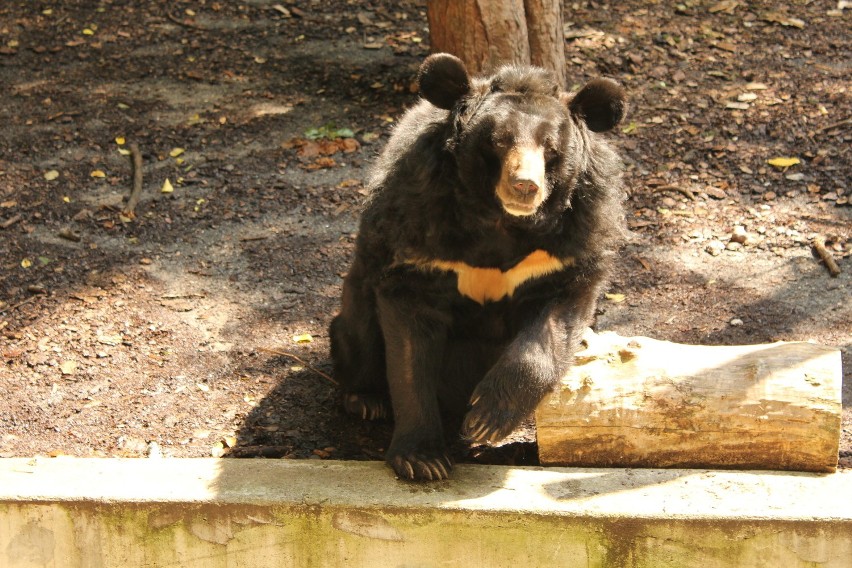 Zoo w Łodzi: Niedźwiedzica Westa ma już 40 lat