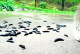 Atak ślimaków w podkrakowskich gminach