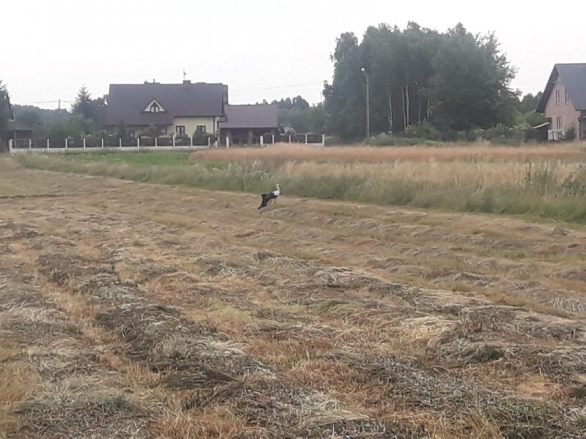 Bociania rodzina uratowana! Ranny bocian z w Hucisku (gm. Niwiska) uratowany dzięki policji, straży pożarnej i weterynarzom