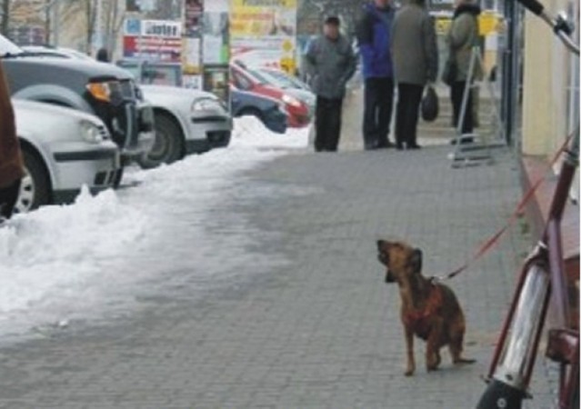 Strażnicy miejscy ratowali dwa zziębnięte psy