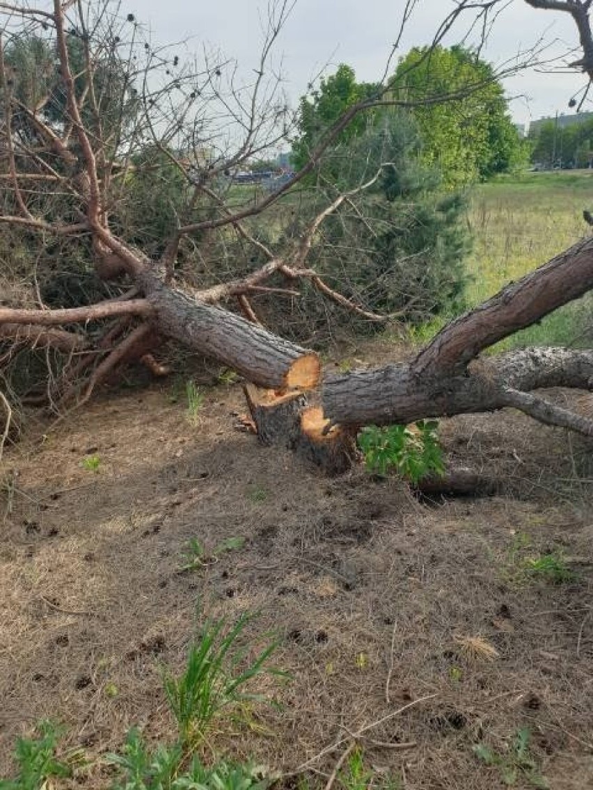 - To piękne sosny, typowe dla Fordonu - mówi Jan Kwiatoń o...