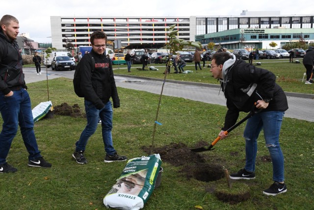 Studenci z Politechniki Świętokrzyskiej sadzili drzewa przy akademikach Mimoza i Proton w Kielcach.