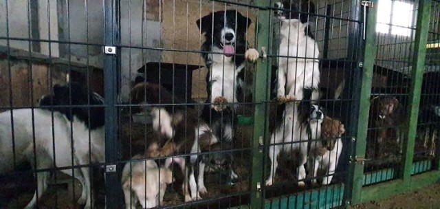 Zdjęcia z interwencji przeprowadzonej w Stargardzie Gubińskim
Tak żyły tam psy. W takich warunkach przebywały zwierzęta.  Trwa walka o ich życie. Potrzebna jest pomoc.