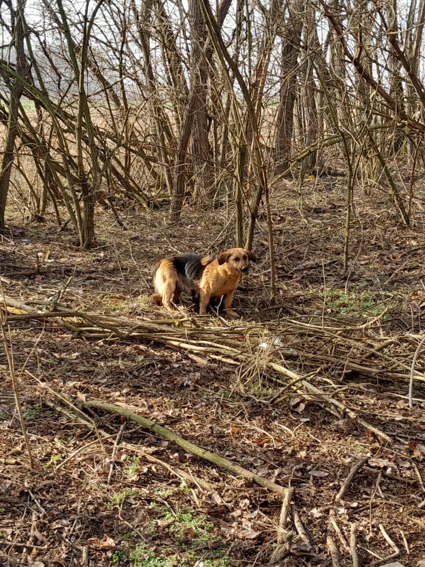 Porzucone szczeniaki szukają nowych domów