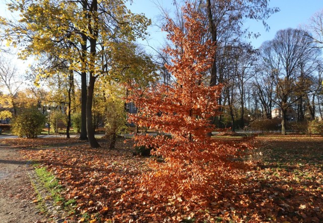 Radomski park Tadeusza Kościuszki przybrał jesienne barwy. Najpiękniej wyglądają drzewa, które pokrywają się wprost bajecznymi kolorami. Złote, czerwone i brązowe liście, które opadają na ziemię, tworzą wzorzysty, szeleszczący pod stopami dywan.

Zobacz zdjęcia na kolejnych slajdach.
Używaj gestów i strzałek.