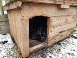 Moszczenica: Narkotyki ukryte w psiej budzie. Zatrzymanych trzech mężczyzn