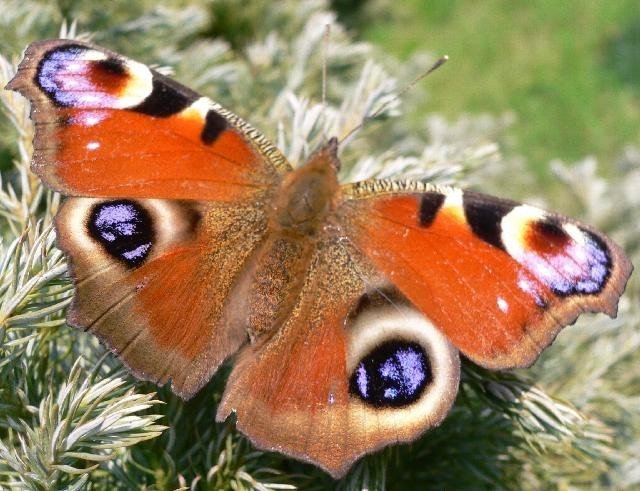 Szmaterlok - motyl 
Motyle, jak powszechnie wiadomo, są piękne. A ich śląska wersja? Cóż, można by się spierać, wielu natomiast śmieszy. To jedna z najbardziej zaawansowanych ewolucyjnie grup owadów i druga pod względem liczebności.