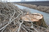 Wycinka drzew w Nacławiu - znad kanału znikają potężne topole 
