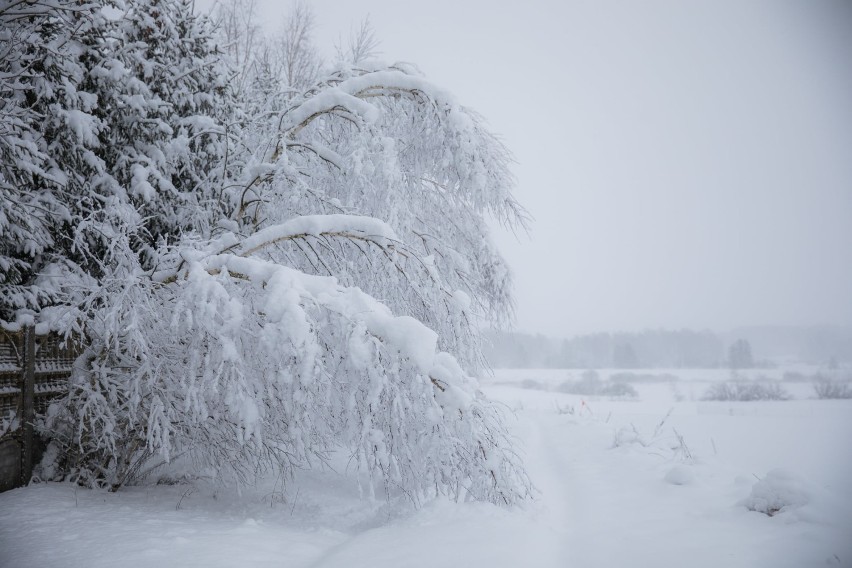 Zimą malowane. Zobacz zdjęcia Sokólszczyzny pokrytej białym puchem 