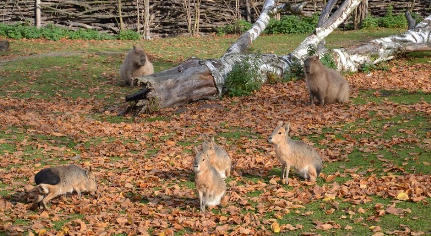 Jesień w zoo w Opolu