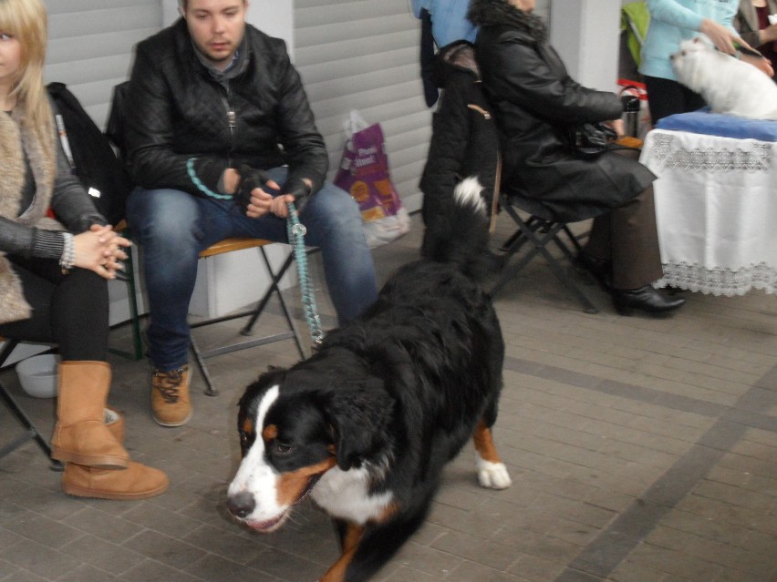 Najwspanialsze  psy na wystawie w Myszkowie ZDJĘCIA