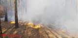 Groźny pożar lasu w Dankowicach-Piaskach FOTO  