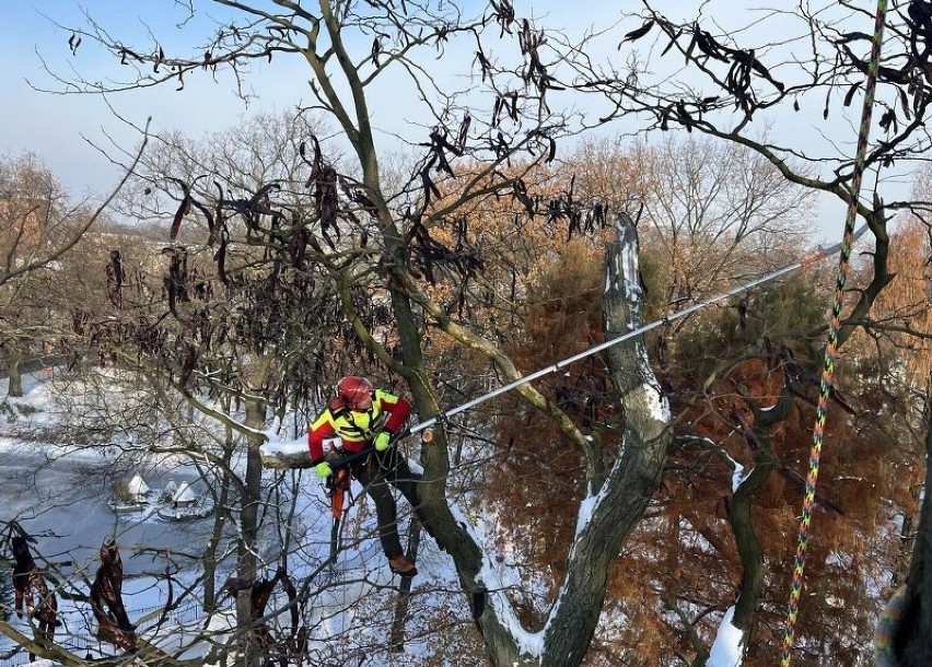 Widowiskowa pielęgnacja drzew w Lesznie. Alpiniści wdrapali się na drzewa rosnące na placu Kościuszki                            