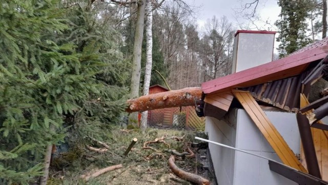 We wtorek (22 lutego) złamane drzewo spadło na domek letniskowy w Przyjezierzu (gmina Jeziora Wielkie). Do działań dyżurny skierował strażaków z OSP Wójcin
