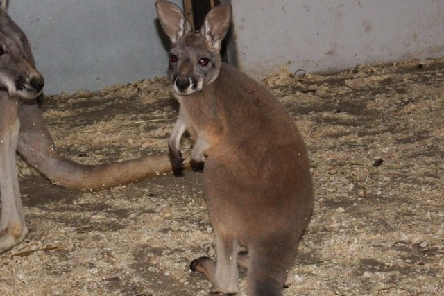 Kangur i ibisy w śląskim zoo