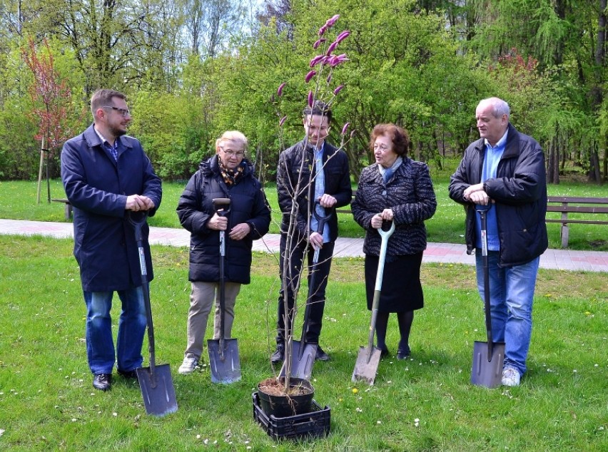 Posadzono siedem magnolii na Skałce ZDJĘCIA