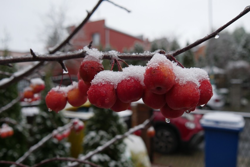 Bajkowa zima w Legnicy!