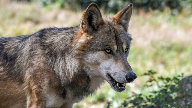 W 2020 roku wilki wyrządziły w powiecie sanockim 36 szkód.