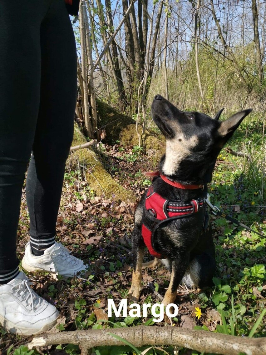 Psy do adopcji w Makowie Mazowieckim. Zobacz zdjęcia czworonogów