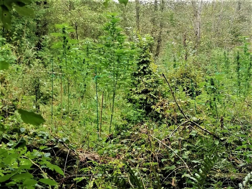 Plantacja konopi indyjskich w lesie w Bieszczadach.