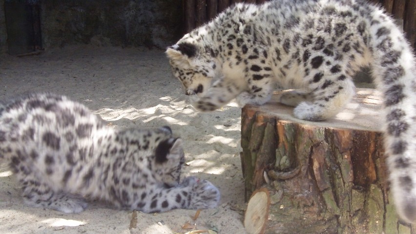 Pantery śnieżne zaklimatyzowały się w warszawskim ZOO