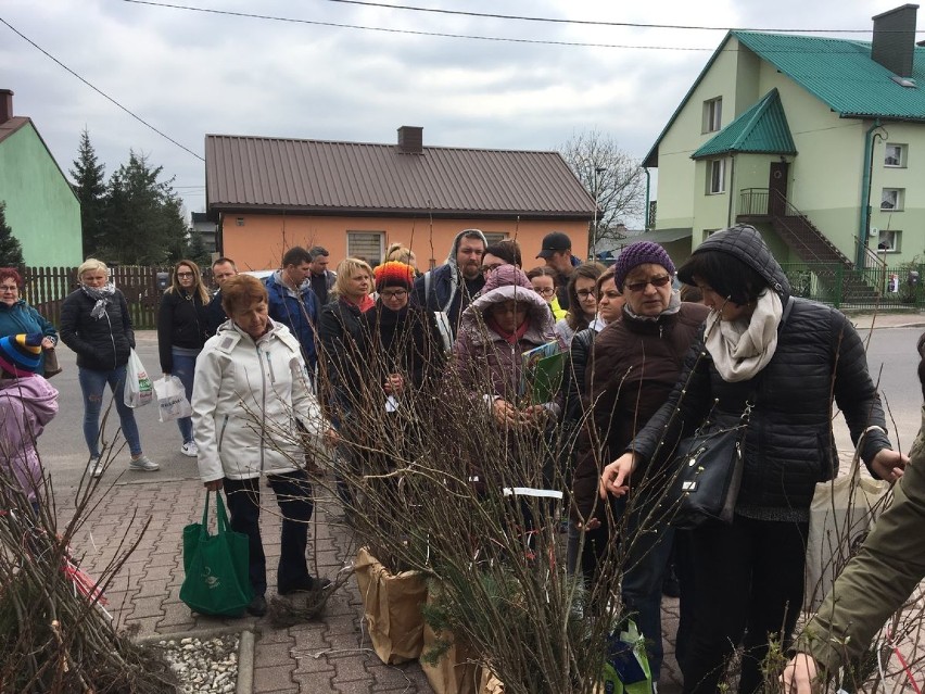 Powiat bełchatowski. W Klukach rozdali mieszkańcom tysiąc drzewek za książki dla biblioteki [ZDJĘCIA]