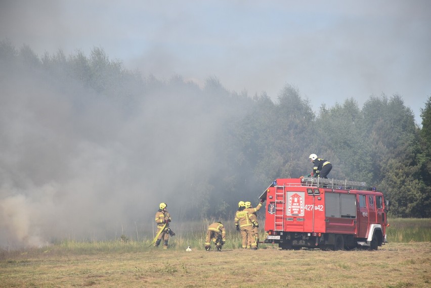 Gmina Gniezno. Pożar traw w Strzyżewie Paczkowym [FOTO]