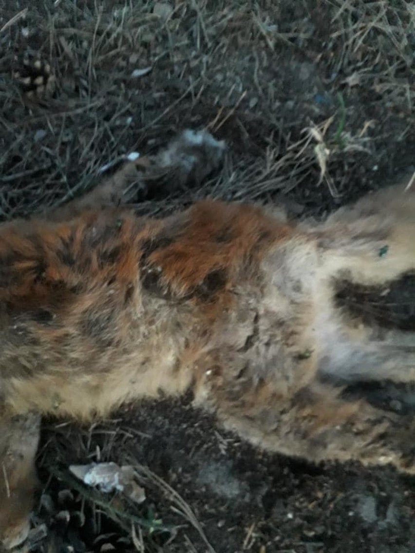 Ktoś zastrzelił lisa na "Zielonym Forcie"? Stowarzyszenie szuka świadków