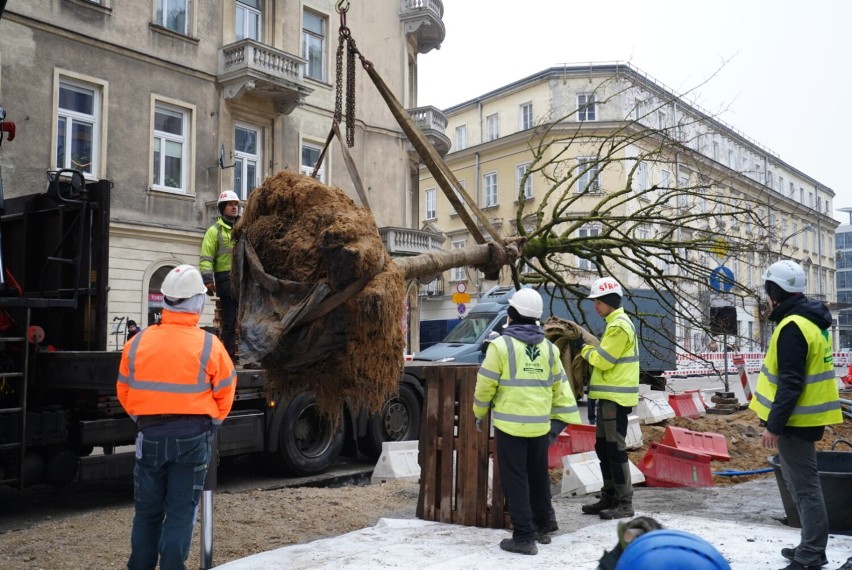 Plac pięciu rogów upiększą 22 klony. Pierwsze drzewa już...