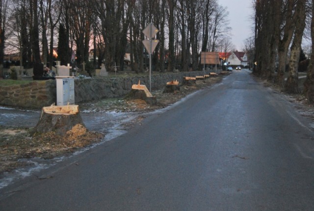 Szpaler lip przy lapidarium niemieckim przeszedł do historii