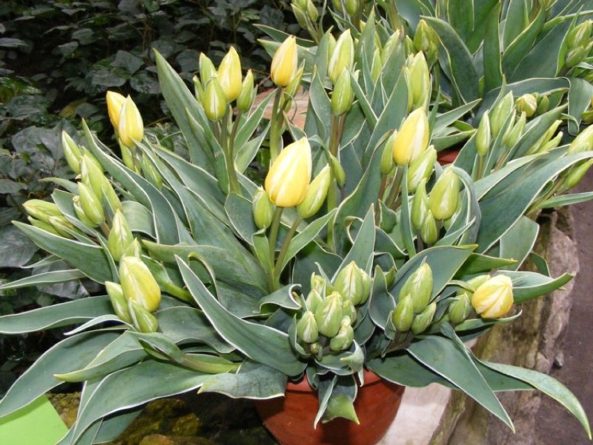 Ponad 150 odmian tulipanów w tym Lech i Maria Kaczyńscy,...