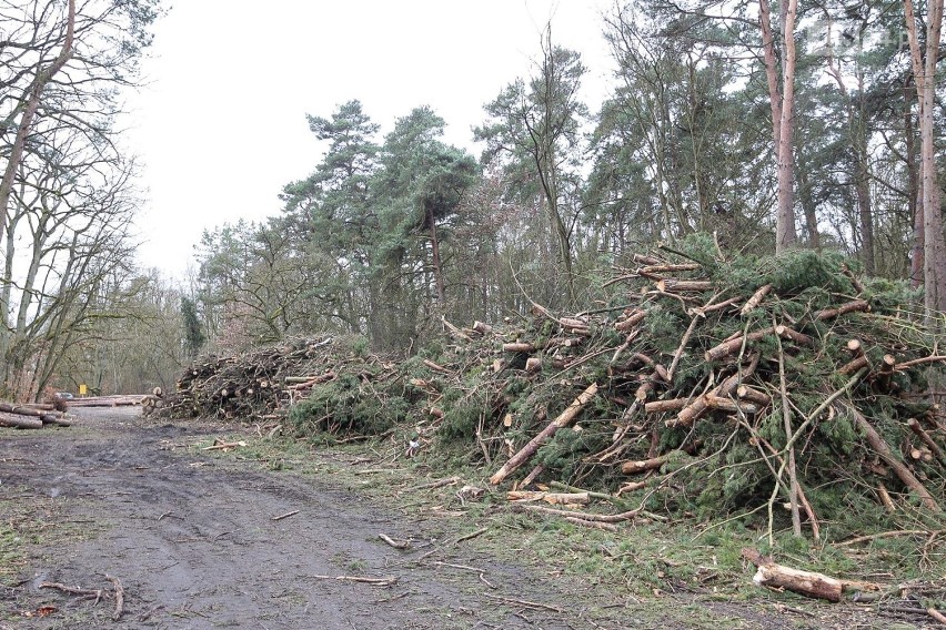 Wielka wycinka przy Głębokim. Przygotowania do budowy węzła [ZDJĘCIA]