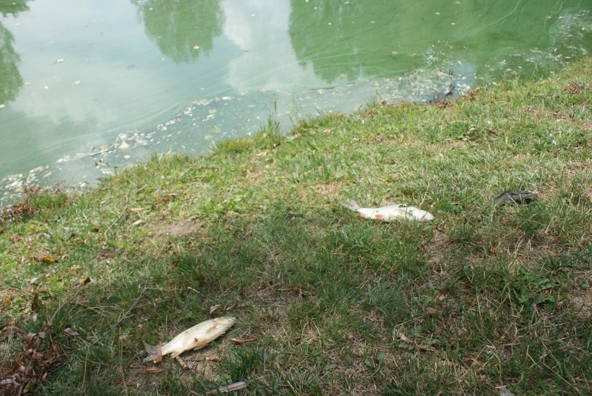Park przyjaźni w Kaliszu. Dziesiątki śniętych ryb w stawie ZDJĘCIA