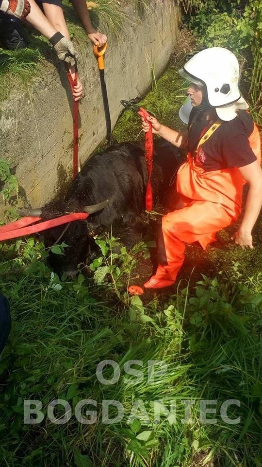 Trzy lata temu strażacy z Bogdańca ratowali krowę, która...