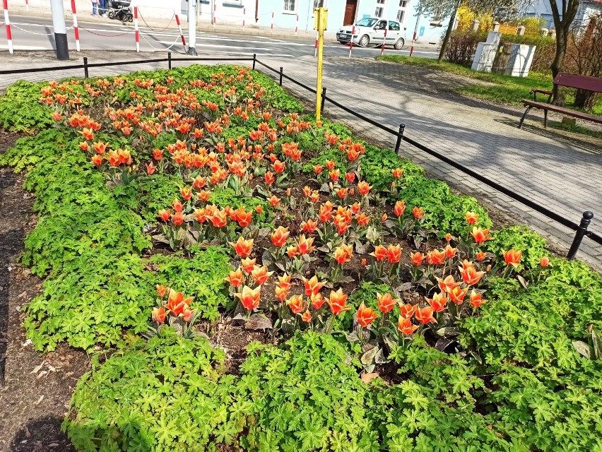 Na plantach Jana Pawła II w Rawiczu czuć już wiosnę! Zobacz, jak przyroda pięknie budzi się do życia w naszym mieście [ZDJĘCIA]