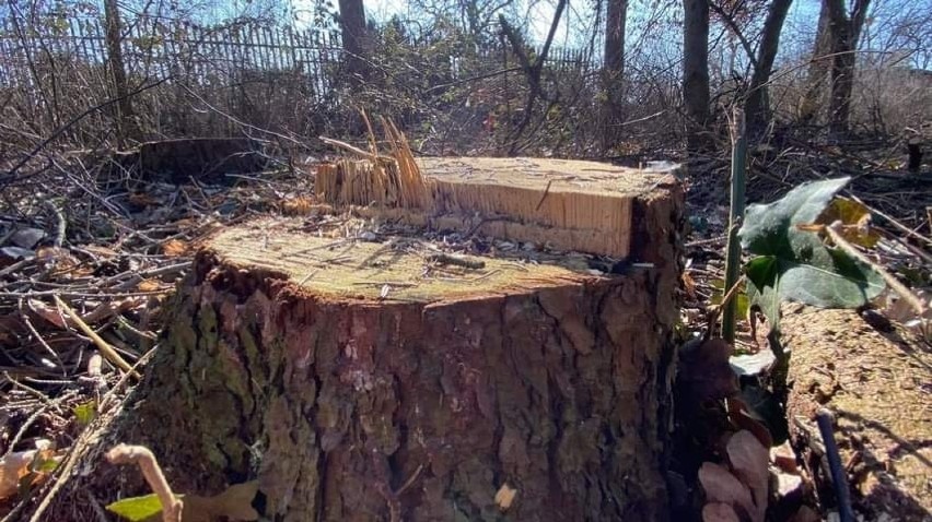 Kornik drukarz zaatakował drzewa w Parku Słowiańskim. Drzewa...