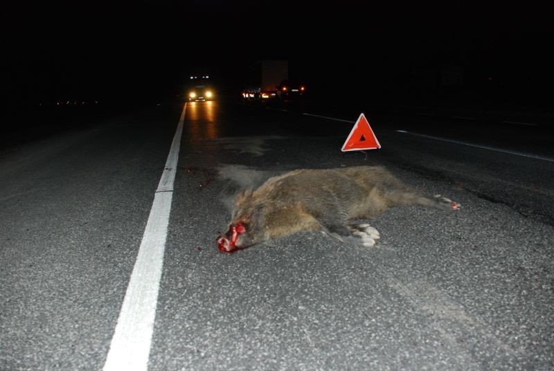 Zgorzelec: Trzy dziki zginęły na drodze