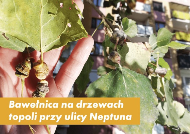 Na topolach przy ul. Neptuna w Głogowie pojawiły się bawełnice