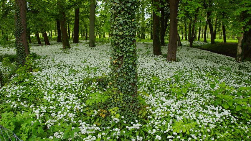 W dawnym ogrodzie botanicznym w Sławnie kwitnie wyjątkowa roślina. Zobaczcie zdjęcia